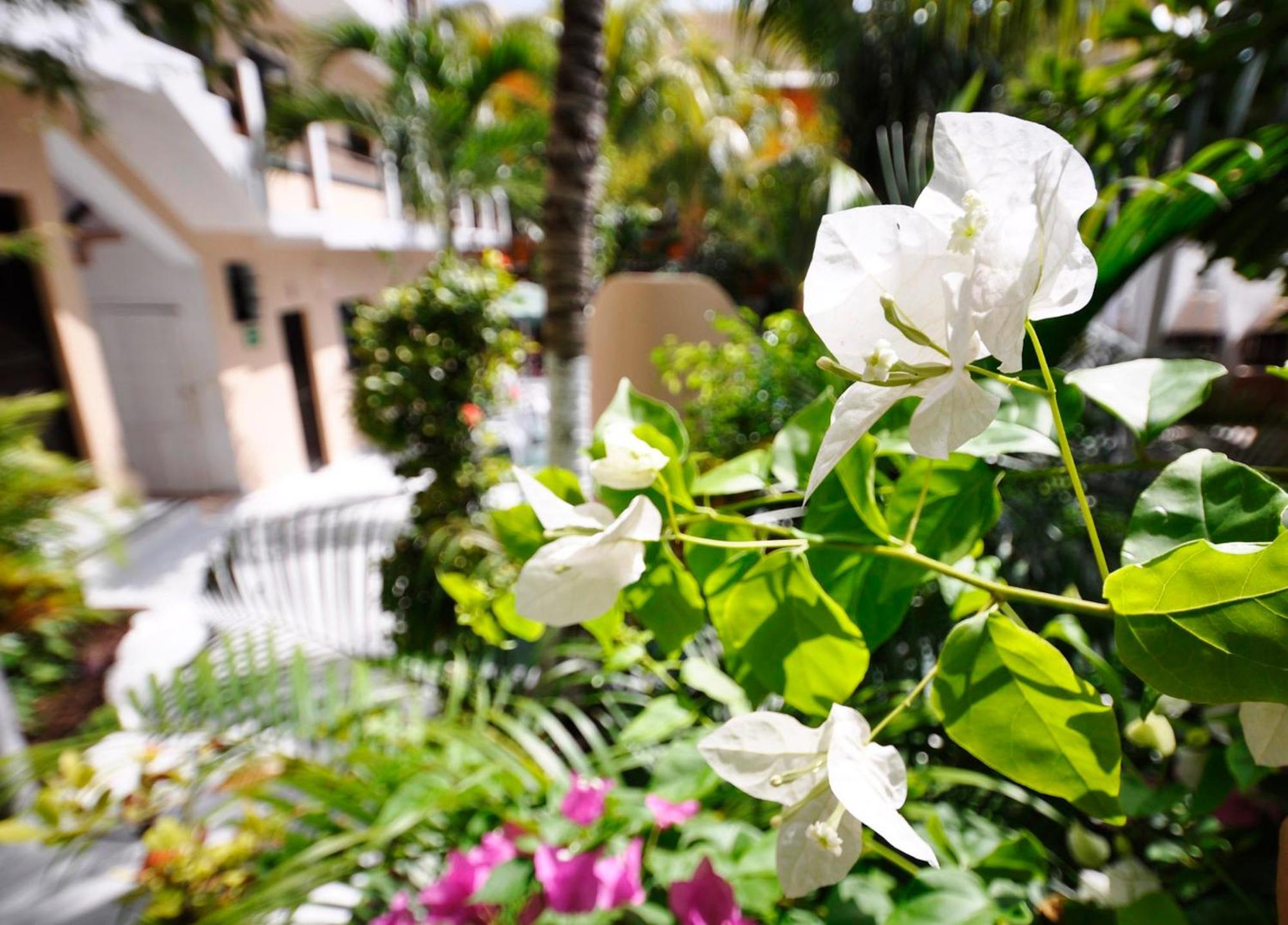 Hotel Beach Energy 5Th Av Playa del Carmen Cameră foto